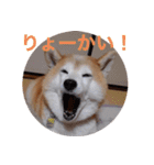 2匹のしばいぬ！日常会話（個別スタンプ：14）