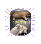 2匹のしばいぬ！日常会話（個別スタンプ：15）