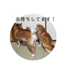 2匹のしばいぬ！日常会話（個別スタンプ：16）
