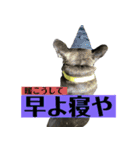 うちのバイエス3（個別スタンプ：7）