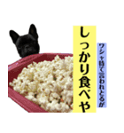 うちのバイエス3（個別スタンプ：11）