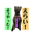 うちのバイエス3（個別スタンプ：12）