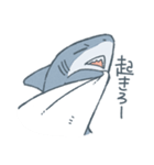 ふんわりサメさんスタンプ（個別スタンプ：3）