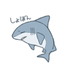 ふんわりサメさんスタンプ（個別スタンプ：25）