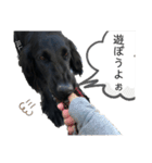フラットコーテッド ジル②（個別スタンプ：3）