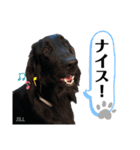 フラットコーテッド ジル②（個別スタンプ：10）