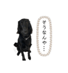 フラットコーテッド ジル②（個別スタンプ：13）