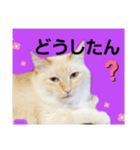 マイペースな、きなこ（個別スタンプ：1）