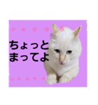 マイペースな、きなこ（個別スタンプ：2）