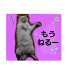 マイペースな、きなこ（個別スタンプ：3）