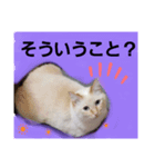 マイペースな、きなこ（個別スタンプ：4）