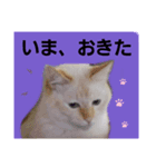 マイペースな、きなこ（個別スタンプ：5）