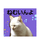 マイペースな、きなこ（個別スタンプ：6）