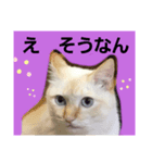 マイペースな、きなこ（個別スタンプ：7）