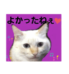 マイペースな、きなこ（個別スタンプ：8）