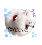 ぽんまろスタンプ❗️（個別スタンプ：4）