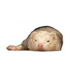 エルちゃん釣り顔（個別スタンプ：2）