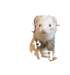 エルちゃん釣り顔（個別スタンプ：5）