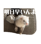 エルちゃん釣り顔（個別スタンプ：10）