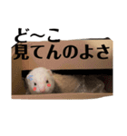 エルちゃん釣り顔（個別スタンプ：13）