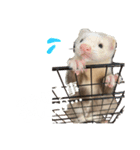 エルちゃん釣り顔（個別スタンプ：16）