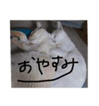 きなちのスタンプ。（個別スタンプ：5）