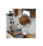 きなちのスタンプ。（個別スタンプ：7）