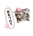 ニャンキーズその2（個別スタンプ：4）