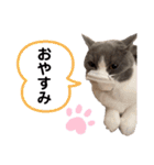 ニャンキーズその2（個別スタンプ：8）