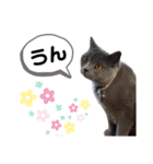ニャンキーズその2（個別スタンプ：14）