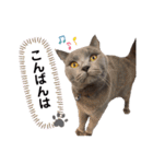 ニャンキーズその2（個別スタンプ：17）