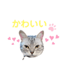 ニャンキーズその2（個別スタンプ：20）