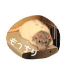 あずきとせんちゃその2（個別スタンプ：4）