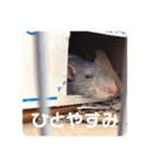 あずきとせんちゃその2（個別スタンプ：11）