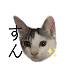 mainanaすたんぷ（個別スタンプ：1）