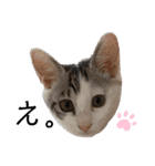 mainanaすたんぷ（個別スタンプ：3）