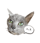 mainanaすたんぷ（個別スタンプ：5）