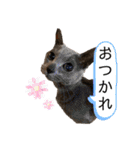 mainanaすたんぷ（個別スタンプ：9）
