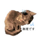 mainanaすたんぷ（個別スタンプ：10）