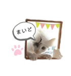 mainanaすたんぷ（個別スタンプ：11）