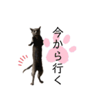 mainanaすたんぷ（個別スタンプ：16）
