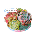mainanaすたんぷ（個別スタンプ：26）