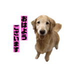 ゴルゴルゴル（個別スタンプ：1）