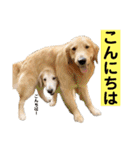 ゴルゴルゴル（個別スタンプ：2）