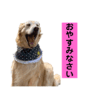 ゴルゴルゴル（個別スタンプ：4）
