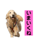 ゴルゴルゴル（個別スタンプ：7）