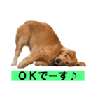 ゴルゴルゴル（個別スタンプ：8）