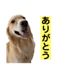ゴルゴルゴル（個別スタンプ：10）