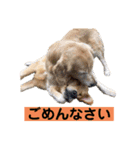 ゴルゴルゴル（個別スタンプ：11）