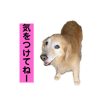 ゴルゴルゴル（個別スタンプ：14）